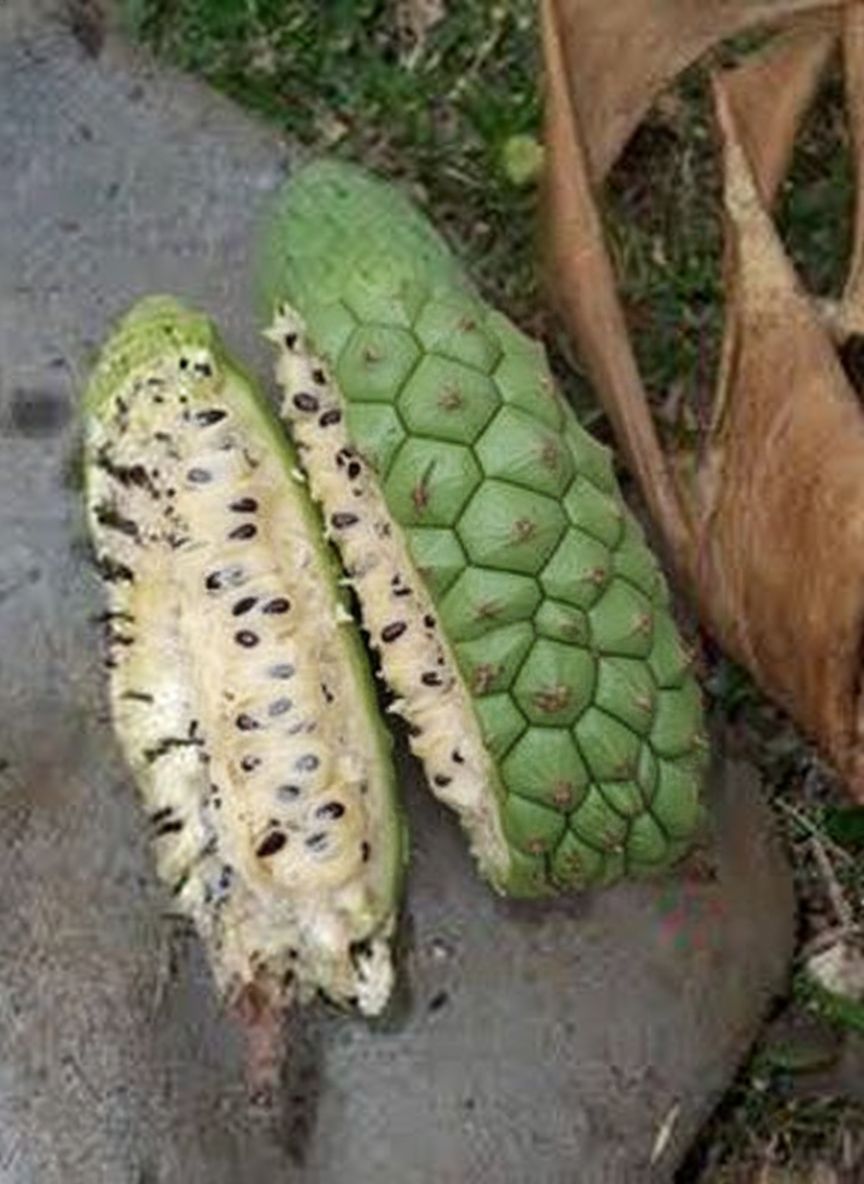 image from Ceriman : L’Alliance Parfaite entre Plante d’Intérieur et Fruit Tropical à Découvrir