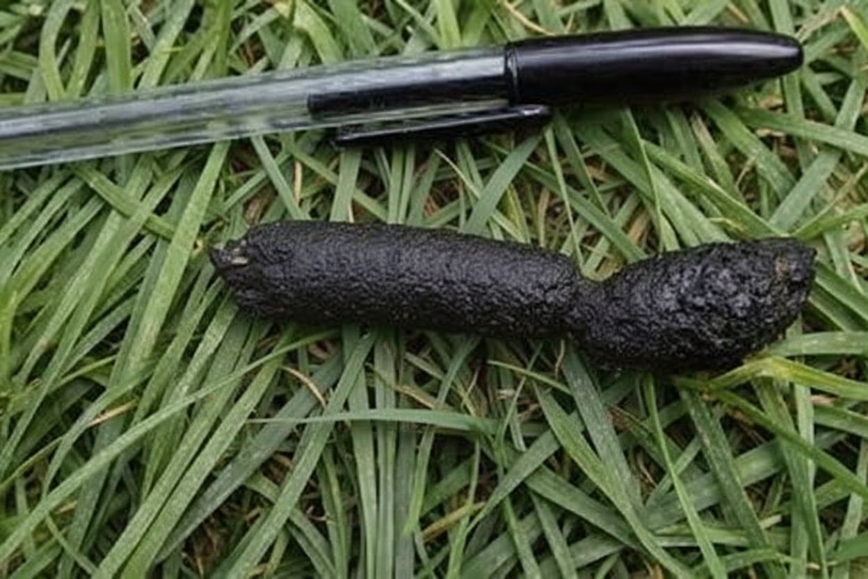 image from Ce que vous apprend la crotte de hérisson sur la santé secrète de votre jardin