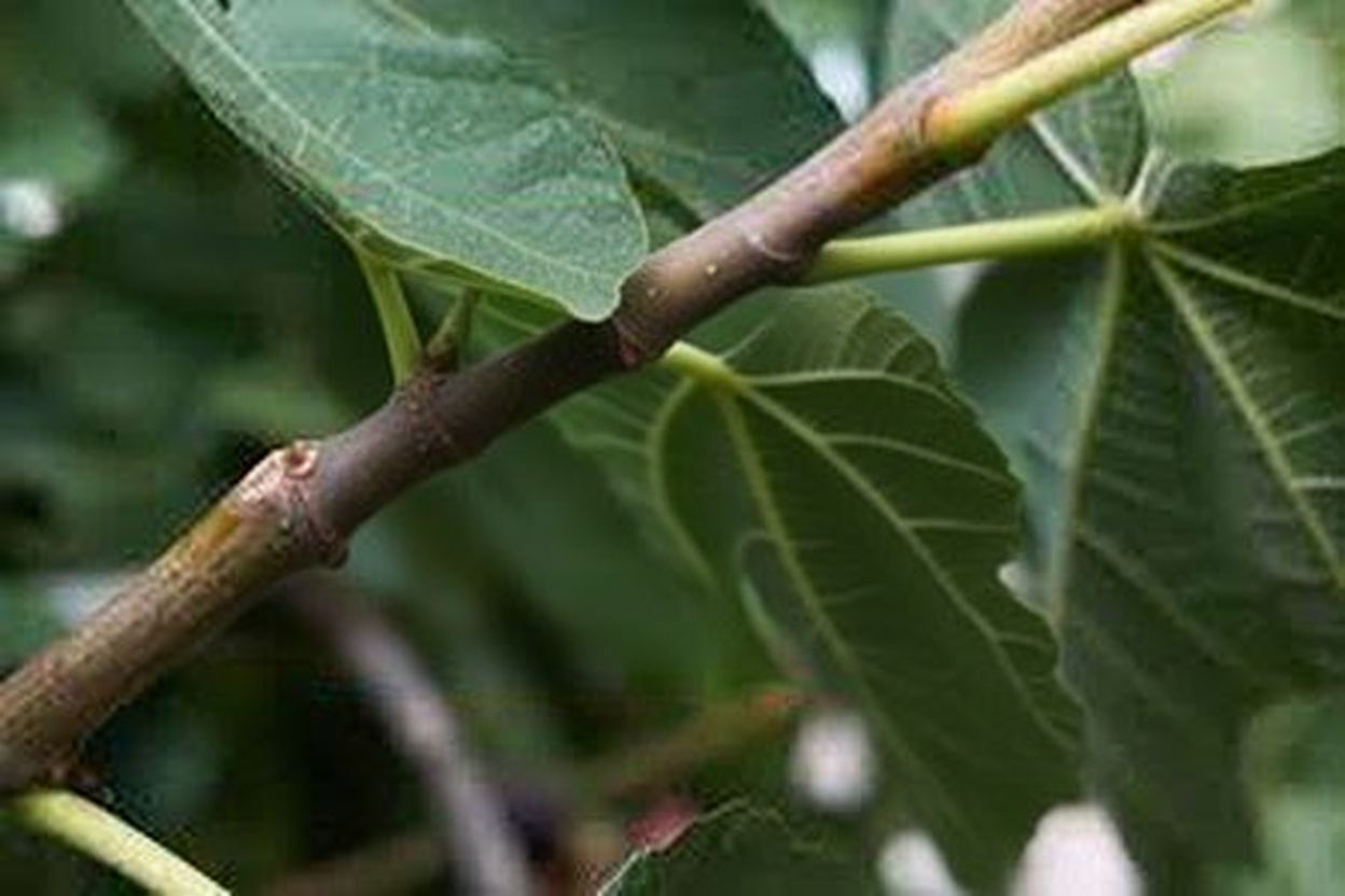 image from Figuier : les vérités cachées derrière cet arbre tentateur