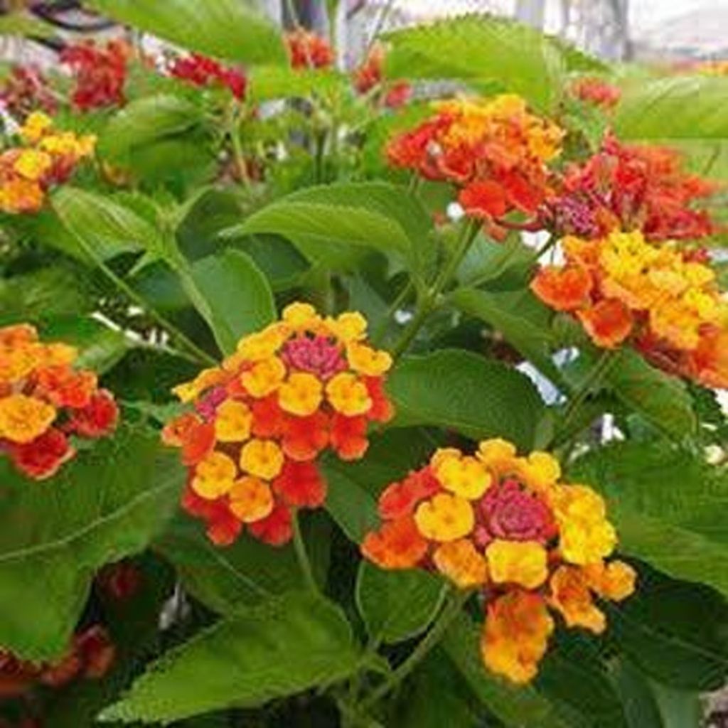 image from lantana