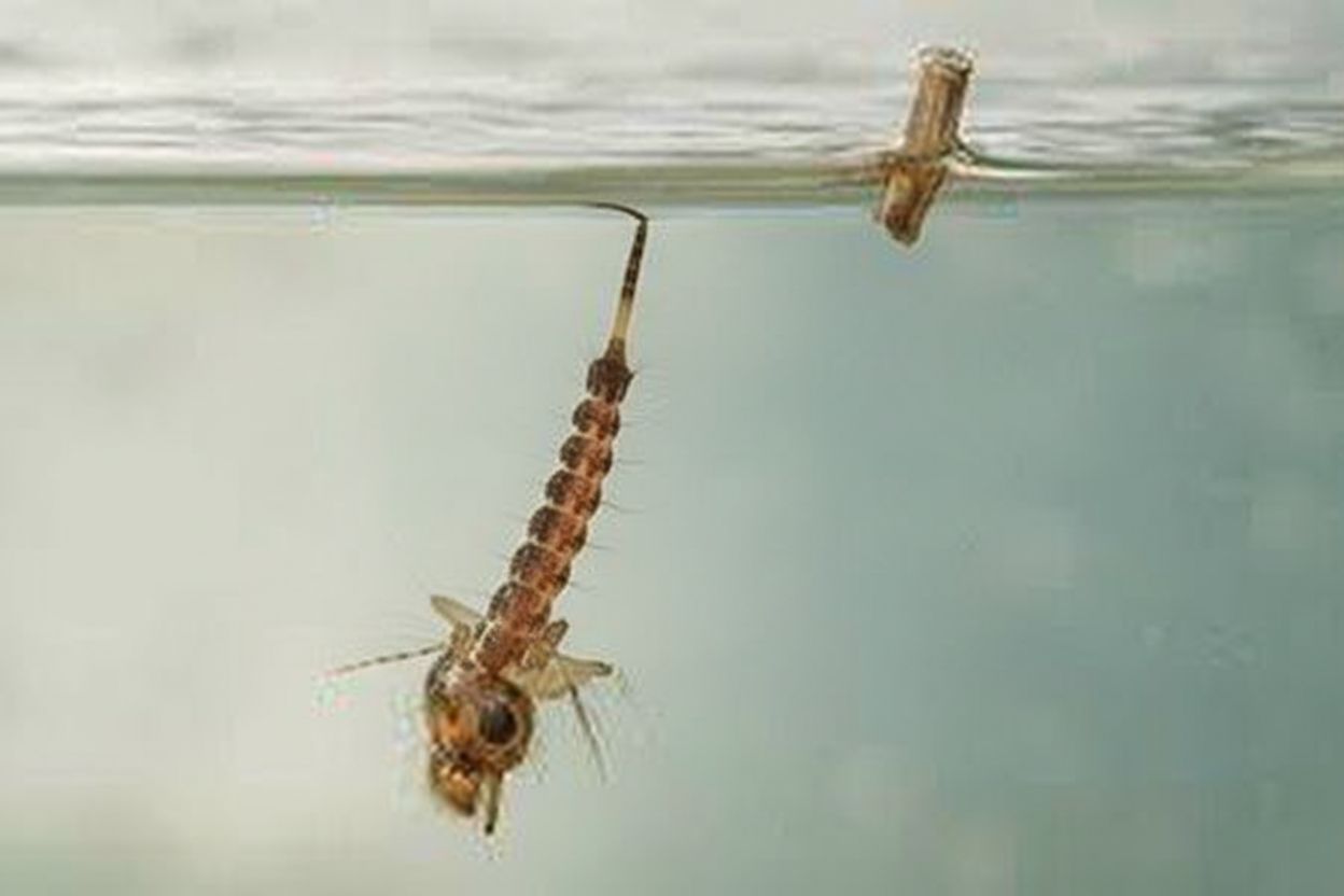 image from larve-de-moustique