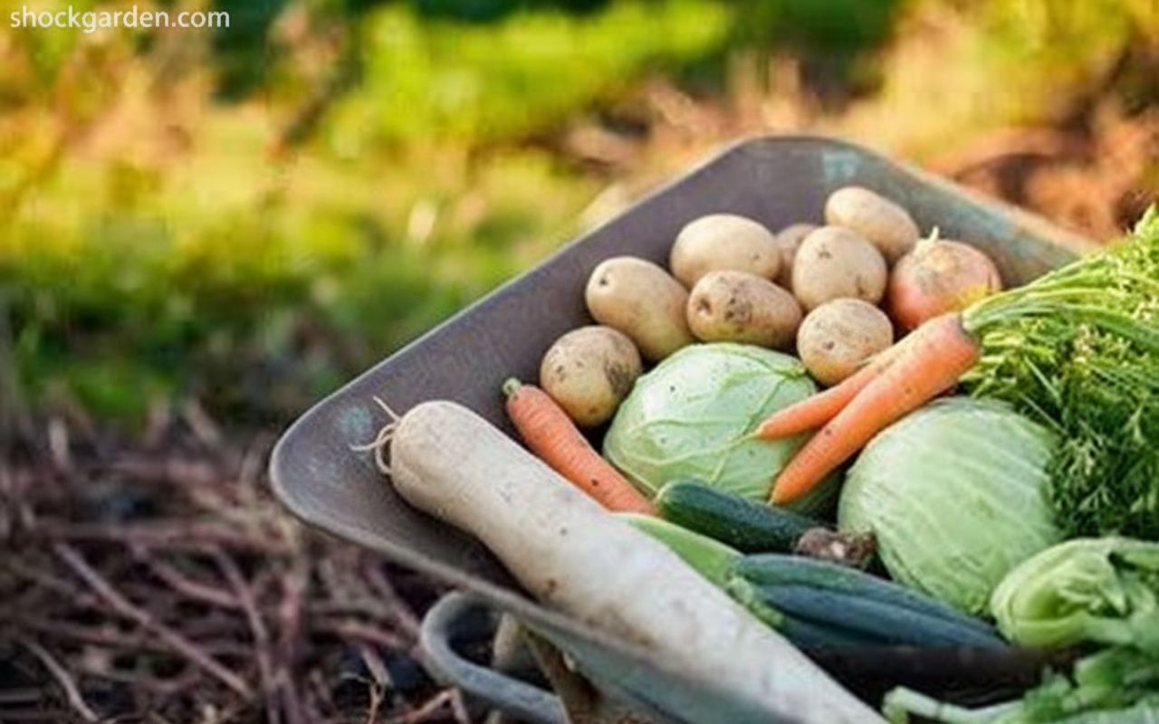 image from shockgarden.com
