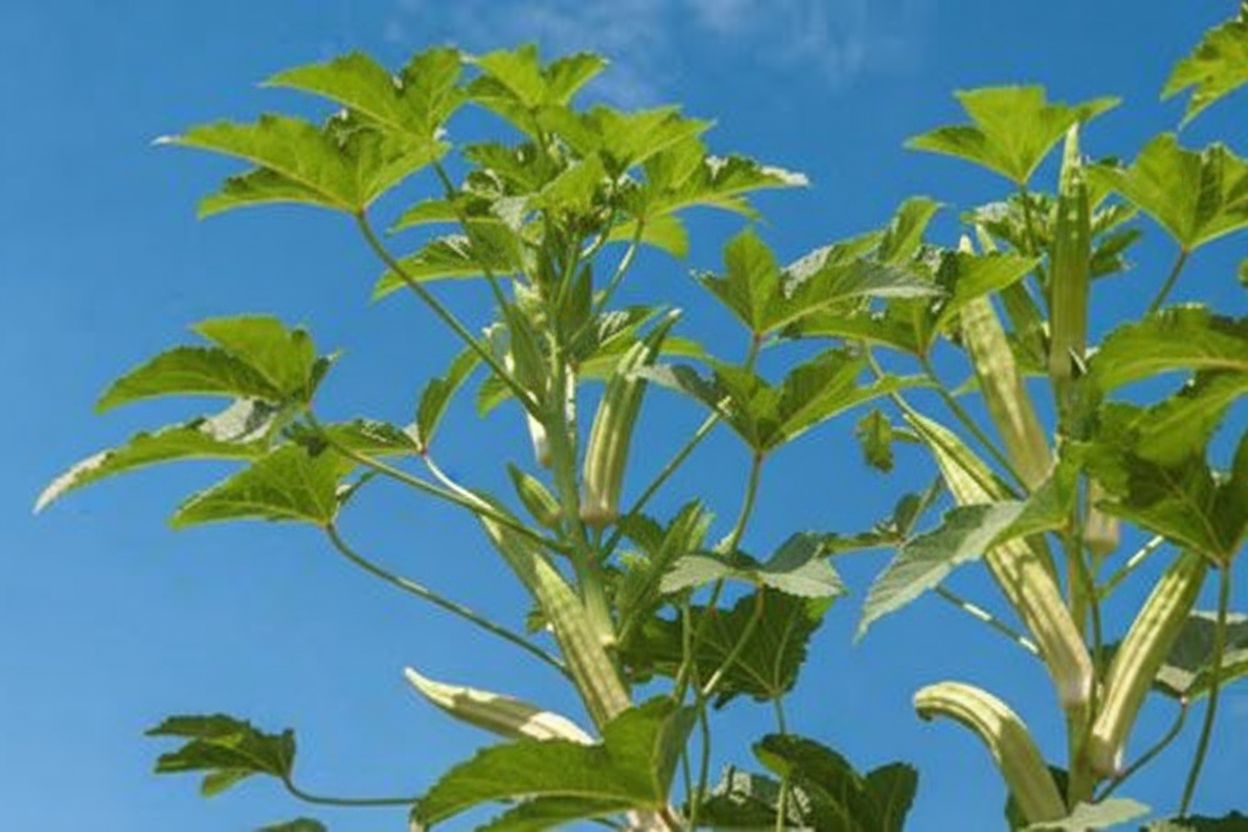 image from planter-le-gombo