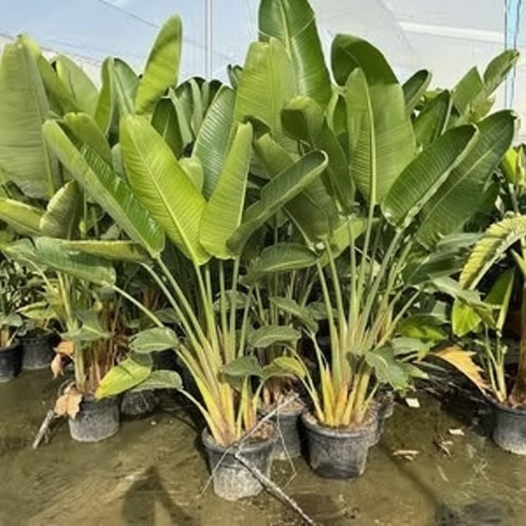 image from Strelitzia augusta : Le géant exotique aux secrets insoupçonnés à adopter chez toi