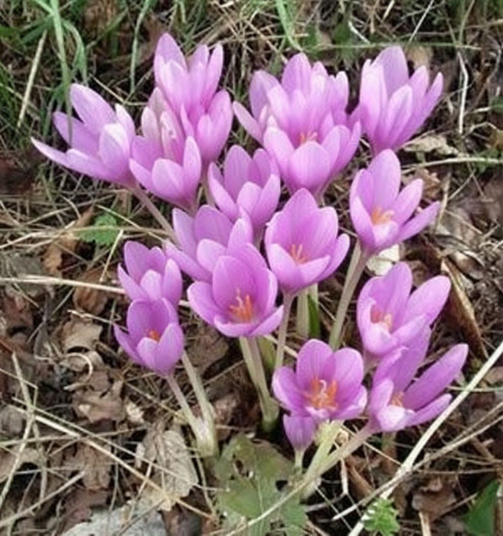 image from le-colchique---neo-pepiniere