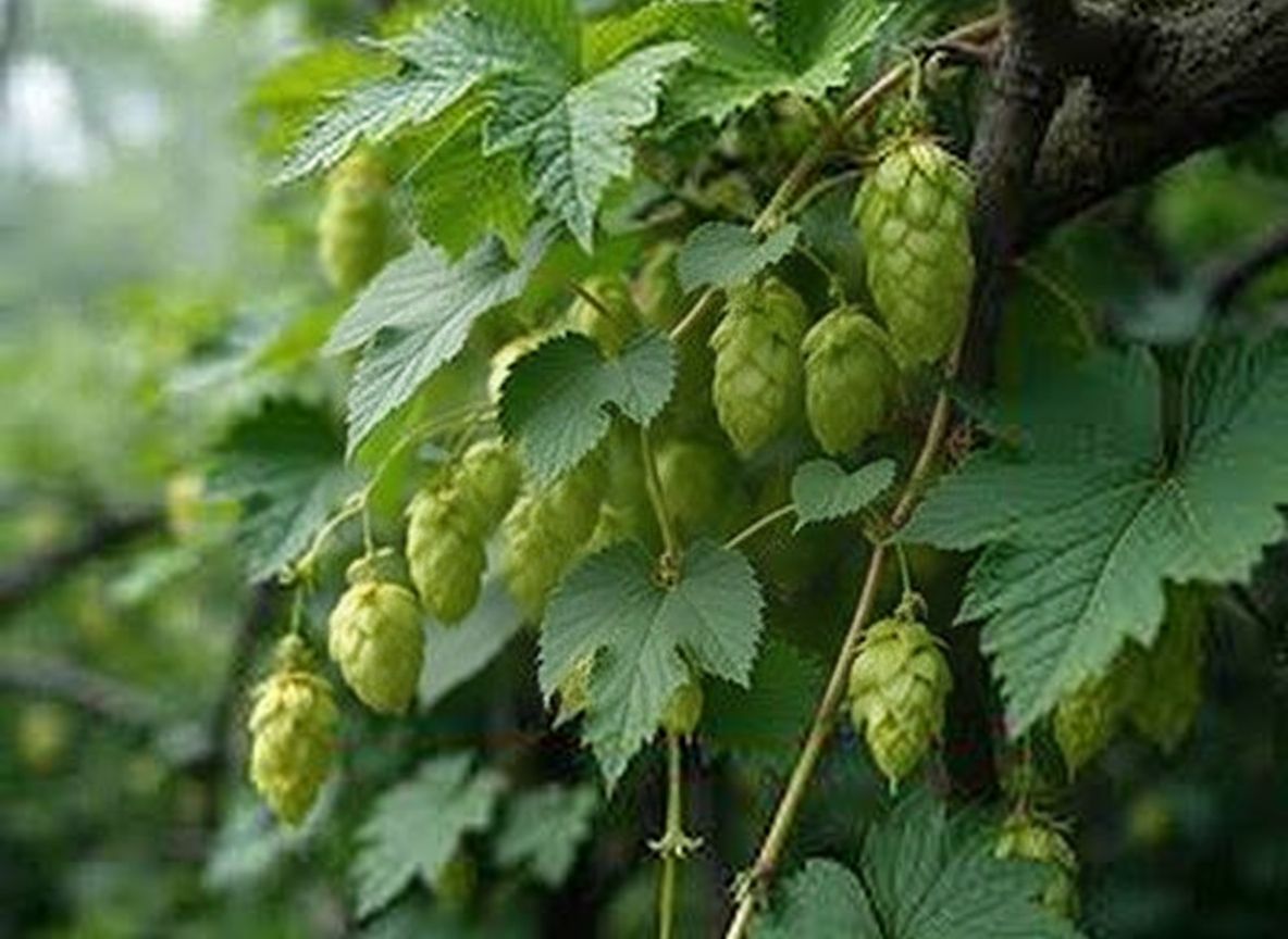 image from le houblon sauvage un trésor naturel