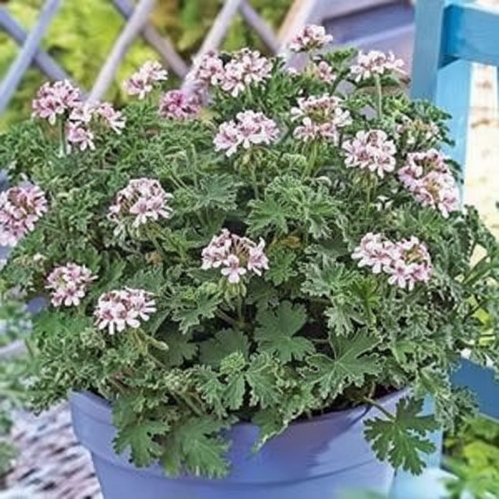 image from Pelargonium anti-moustique : Le parfum naturel qui transforme ton coin de verdure en zone protégée