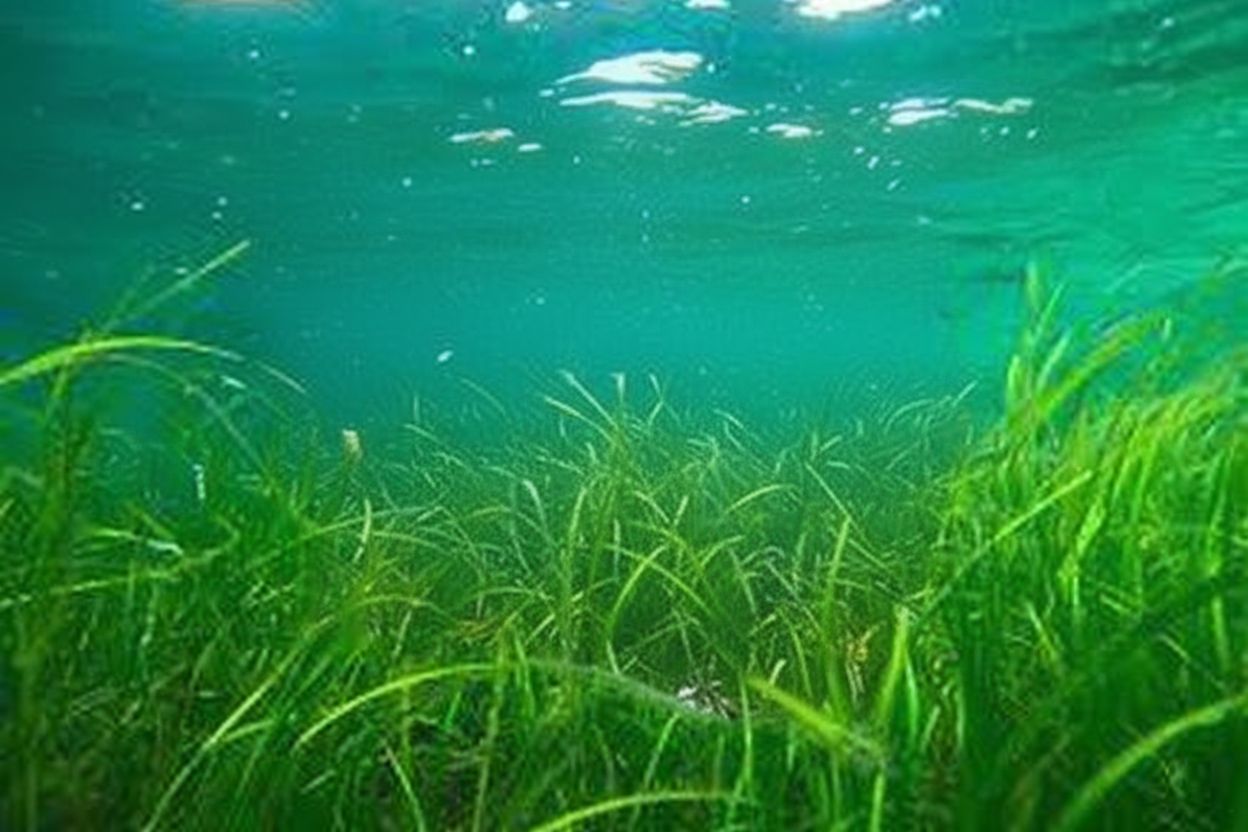 image from Herbe de mer : Un trésor naturel à apprivoiser pour le rempaillage et la déco durable